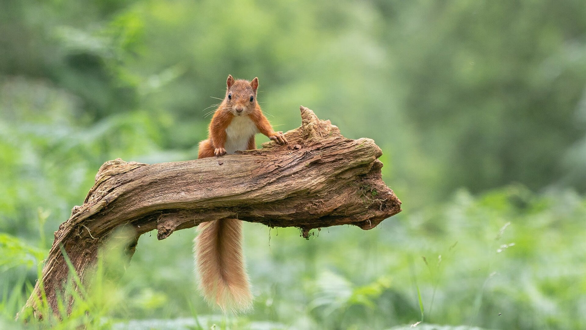 哈兰德的火焰,土耳其与马德里竞技的梦幻对决