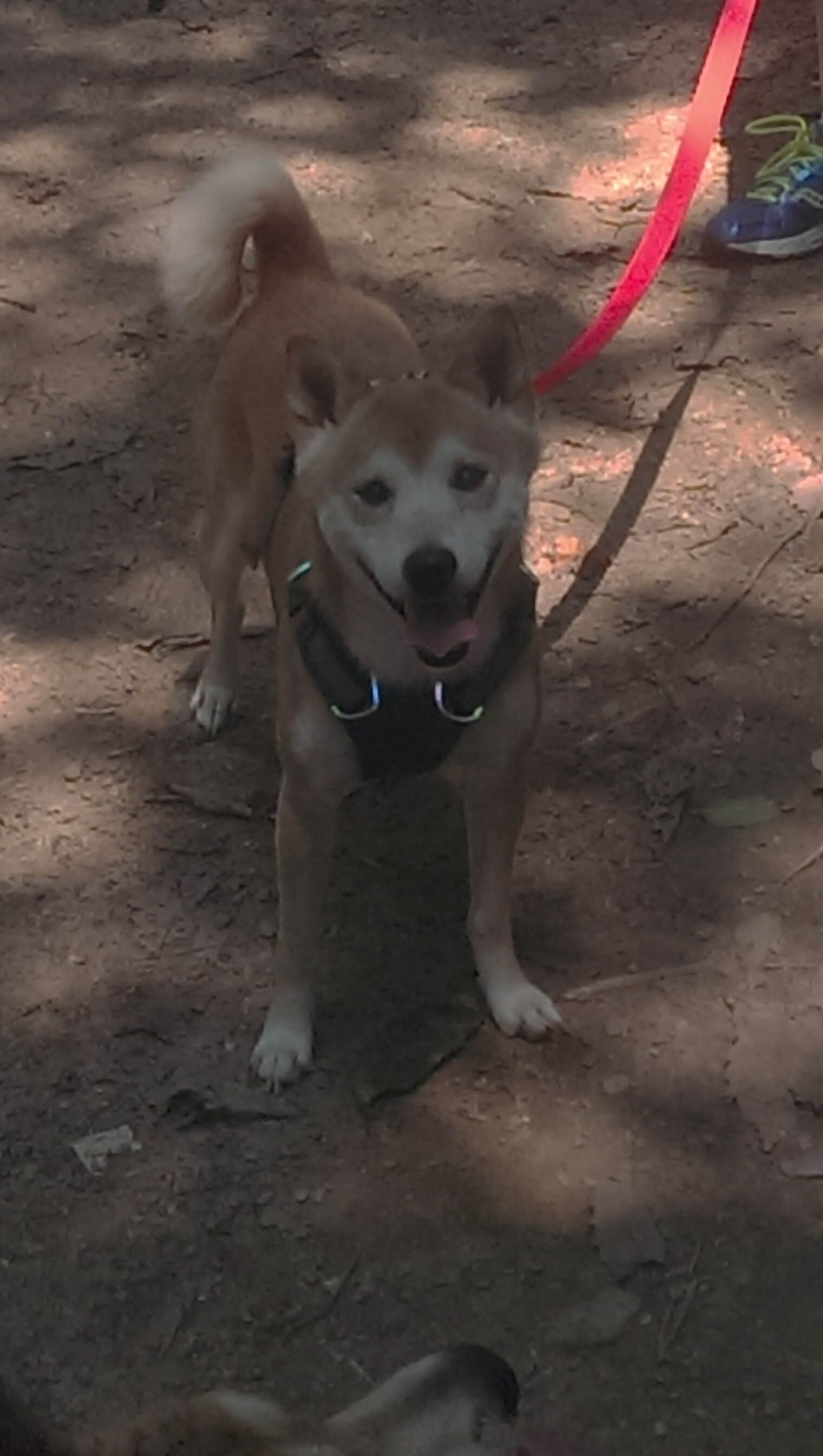 福克斯刀锋出鞘，勇士王朝的最后一道裂痕，恰好由他刻下