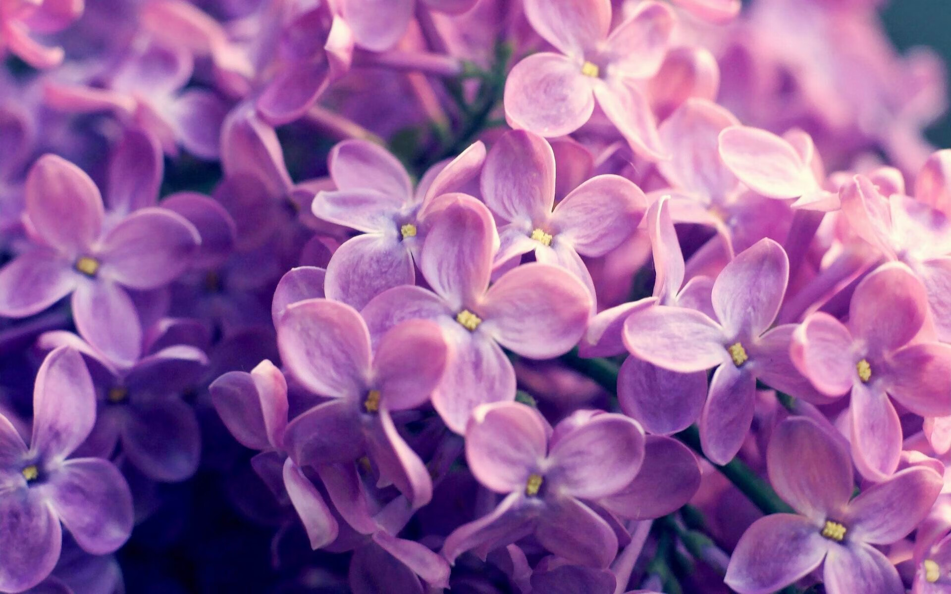 黄蜂收割勇士，冰与火的碰撞与文班亚马的灼热进化