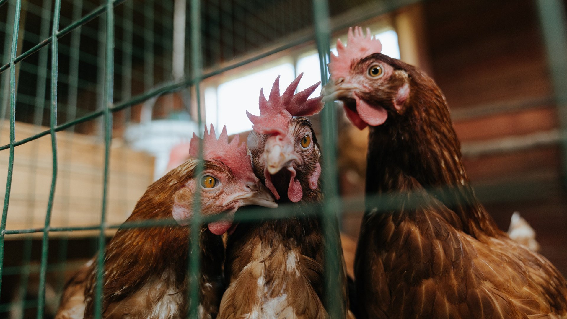 石油资本绞杀诺坎普，加克波向巴萨全体前锋示范有效进攻