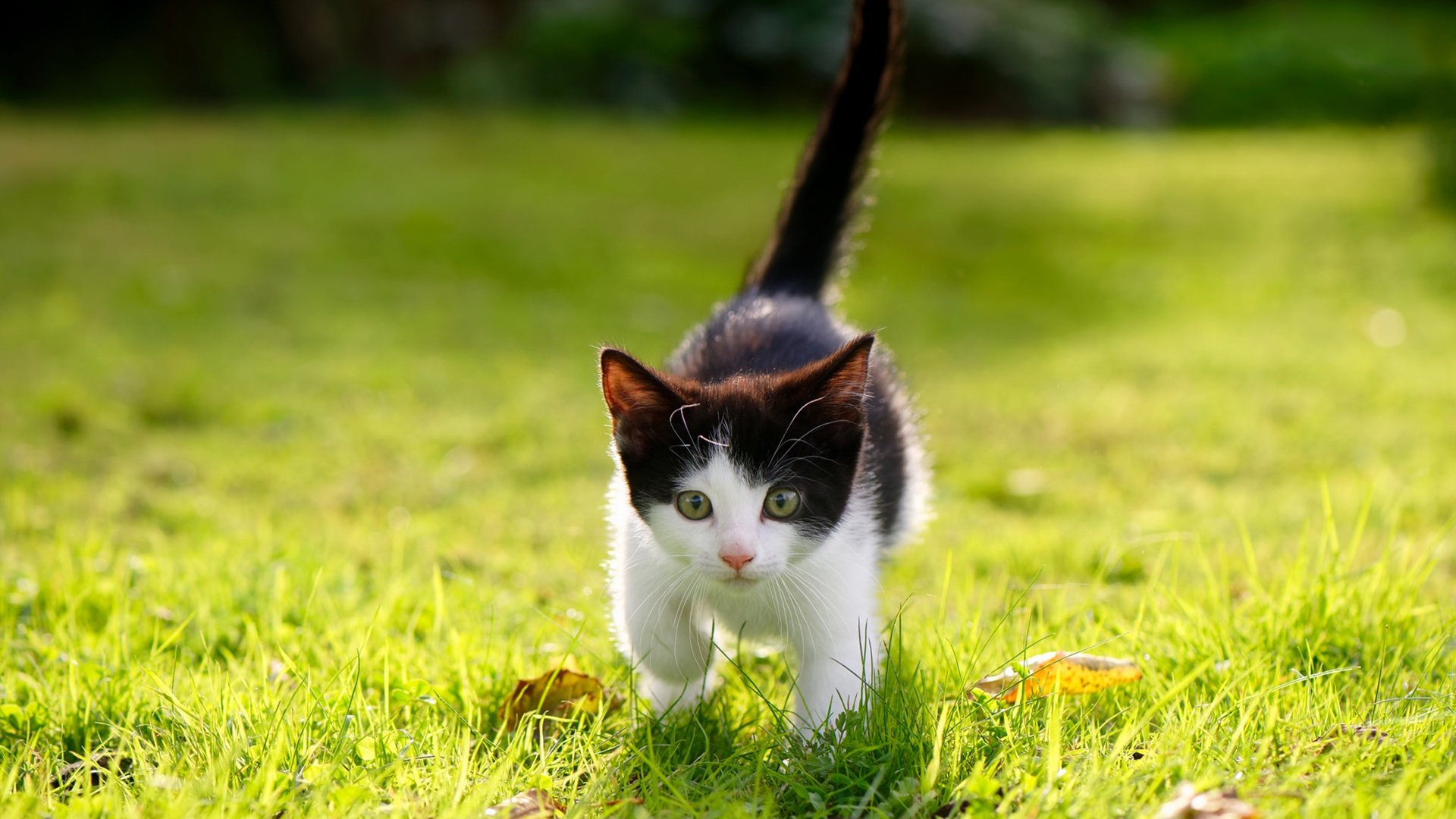 NBA季后赛之夜，阿尔瓦雷斯的教科书级表现，定义篮球艺术
