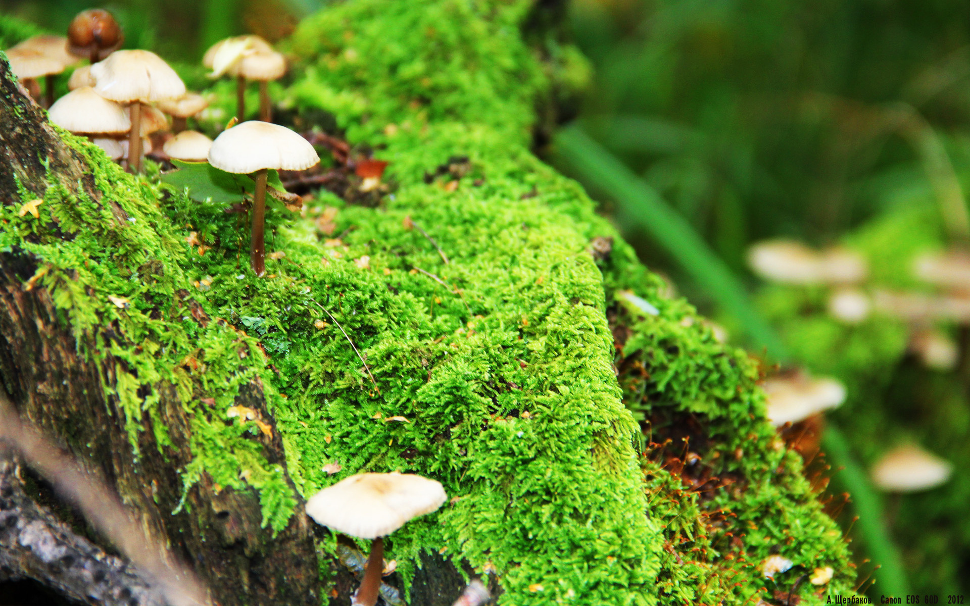 冰原与神殿的对决，西决生死战中的加拿大鏖战希腊