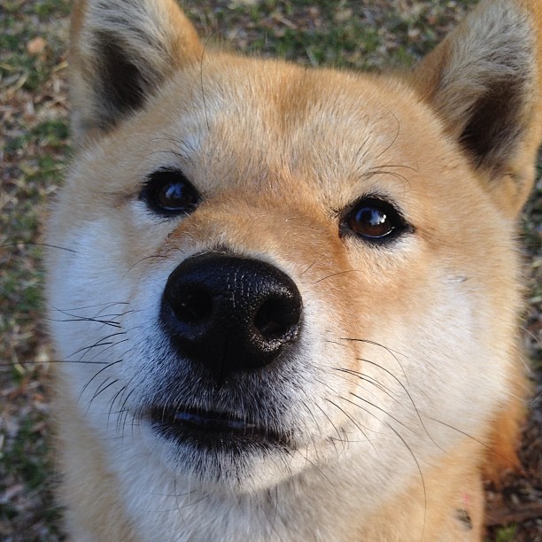 从拉巴特到卢安达，摩洛哥人眼中萨拉赫的降维打击