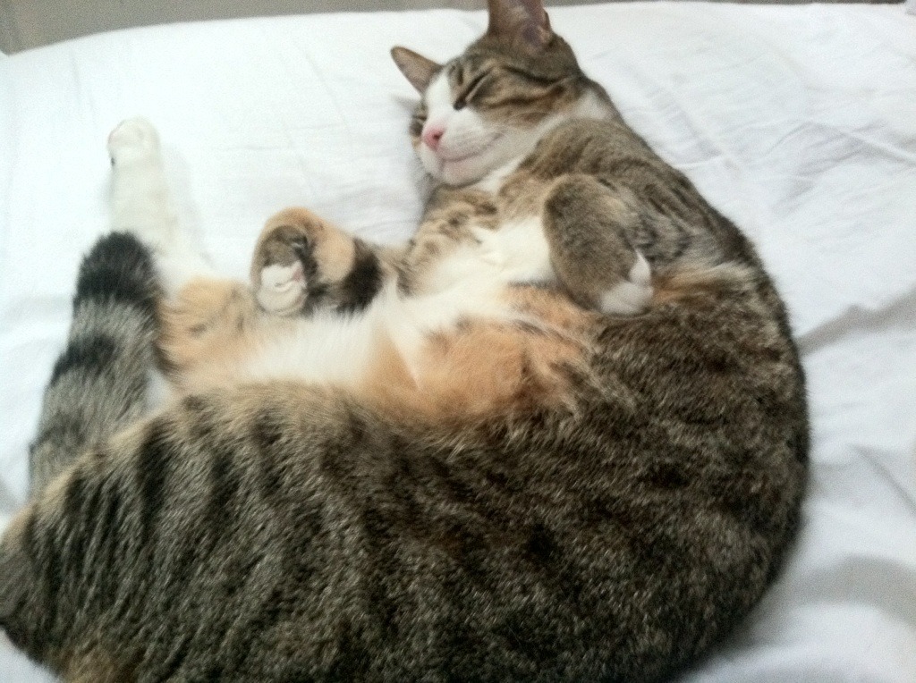 接管比赛的艺术，从夏洛特到巴黎的赢家公式