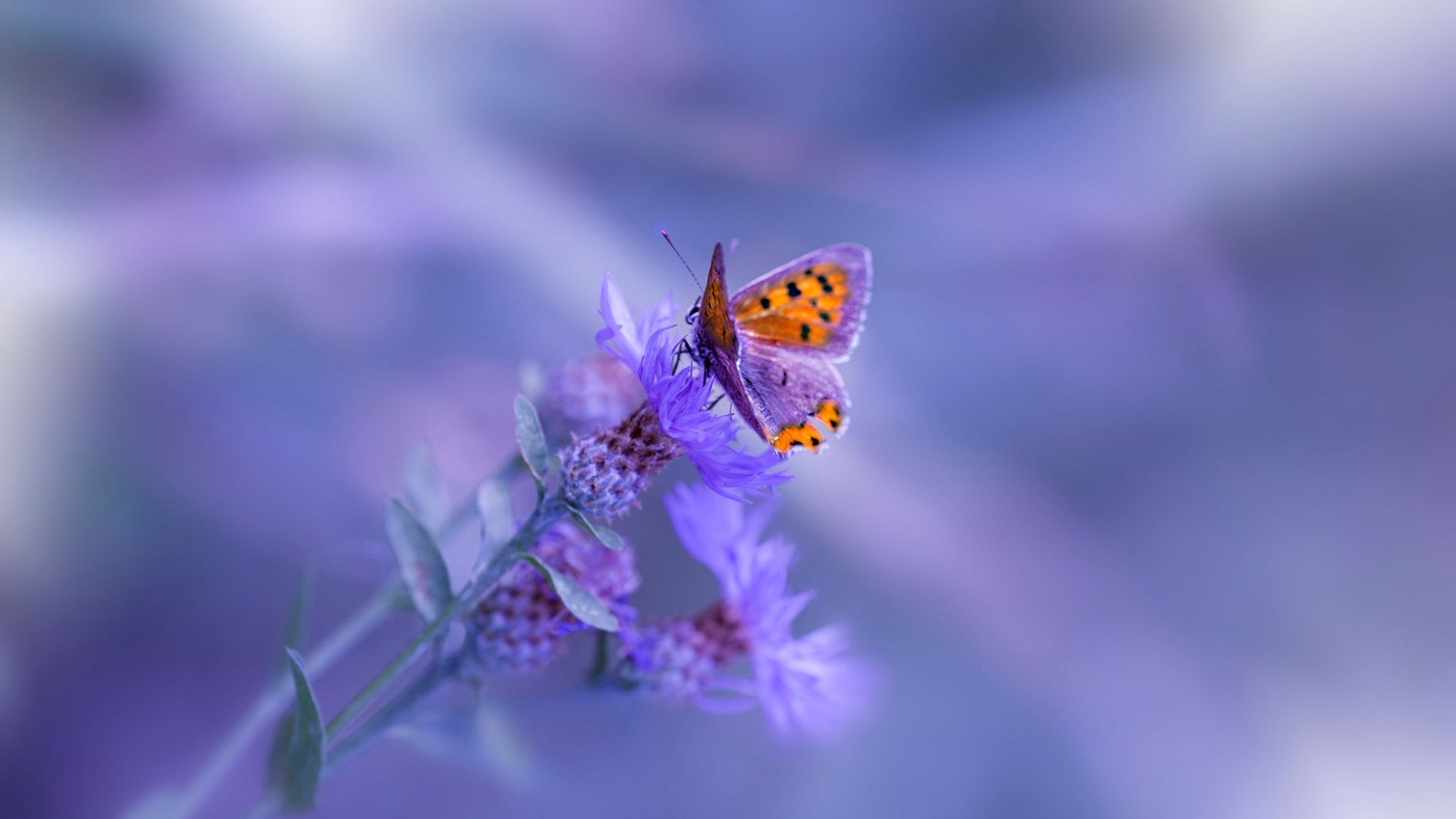 足球与赛车的奇异交汇,切尔西封锁威尔士,卢卡库统治F1街道赛