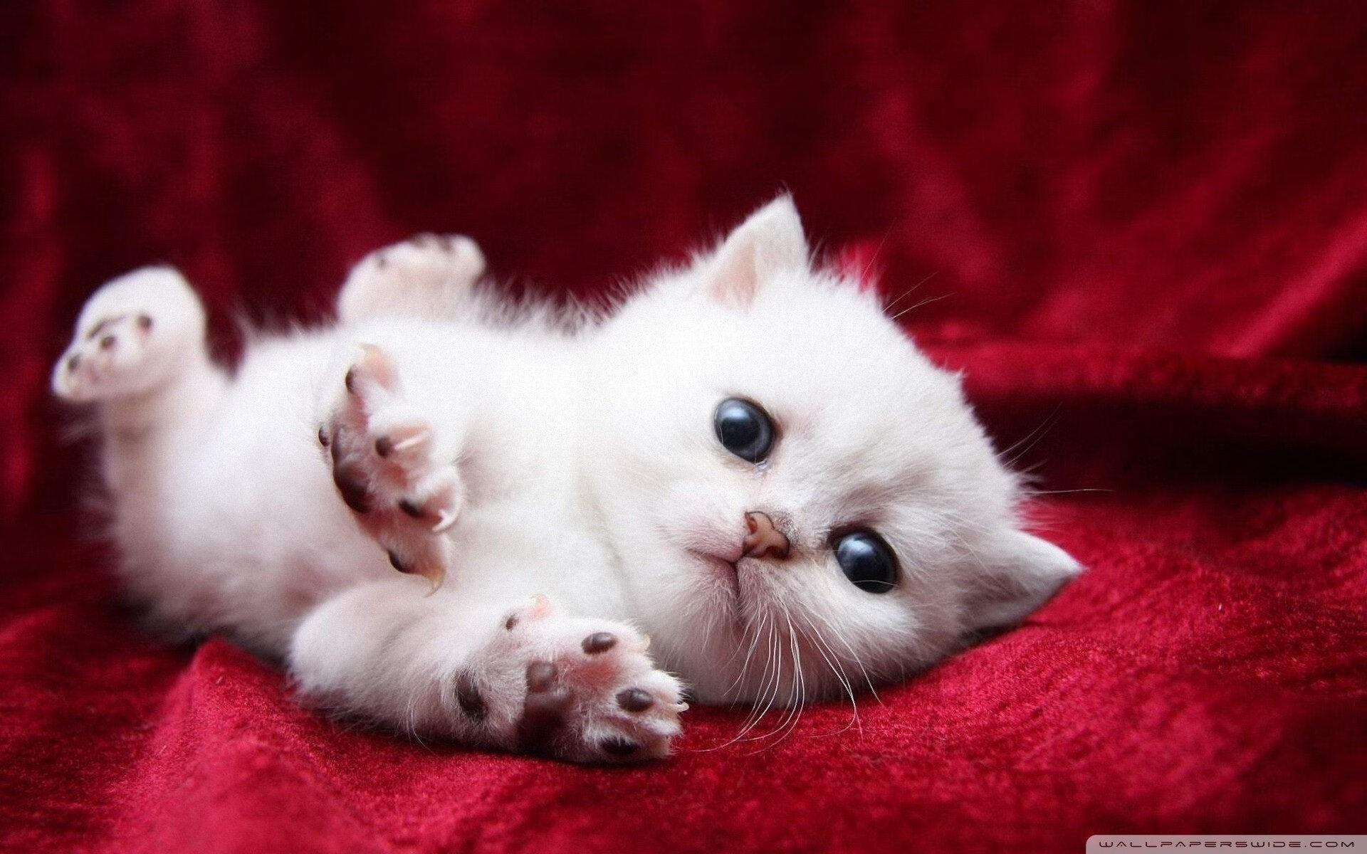 国家德比硝烟未散,拉齐奥欧战轻取瑞典奏凯歌