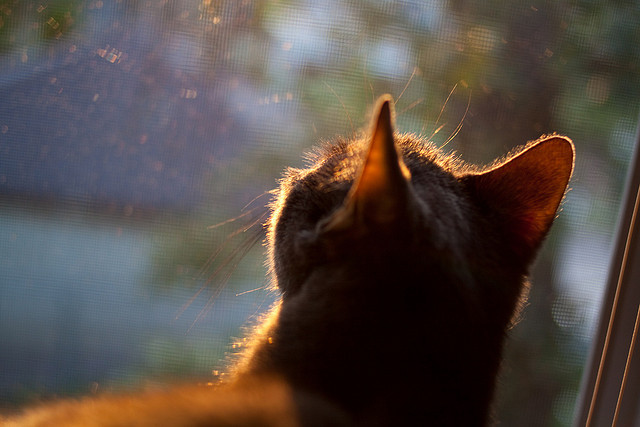 平行时空的绿茵对话,当AC米兰击溃委内瑞拉,本泽马的跨维度价值