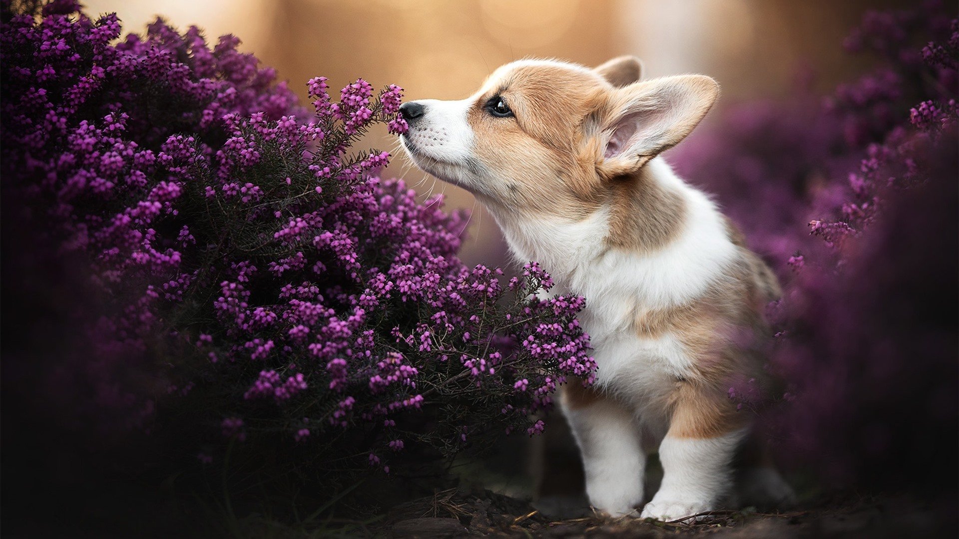 足球靴与赛车轰鸣的交汇,当代体育荒诞叙事