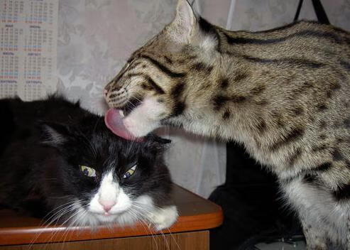 季后赛抢七之夜，霍勒迪的冰与火的交响诗，尘埃里的领袖风骨