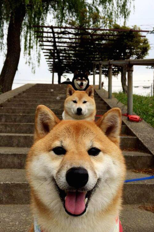 命名终章，当独行侠的枪口对准活塞，勒布朗·詹姆斯写下的最后一笔答案