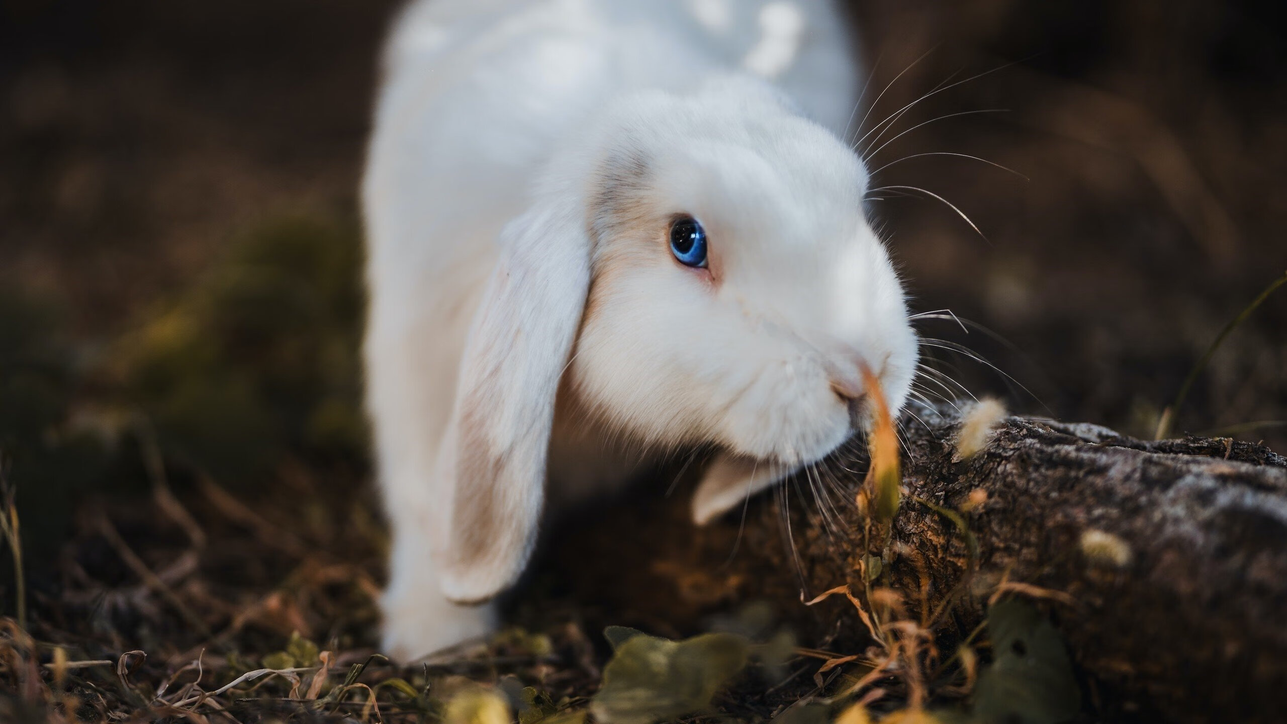 命名终章，当独行侠的枪口对准活塞，勒布朗·詹姆斯写下的最后一笔答案