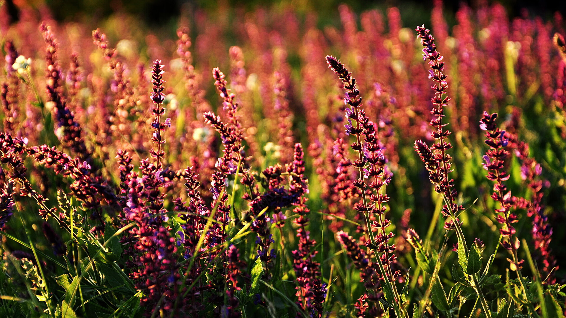 绝境重生，马刺抢七胜开拓者，王朝序章的终极淬炼