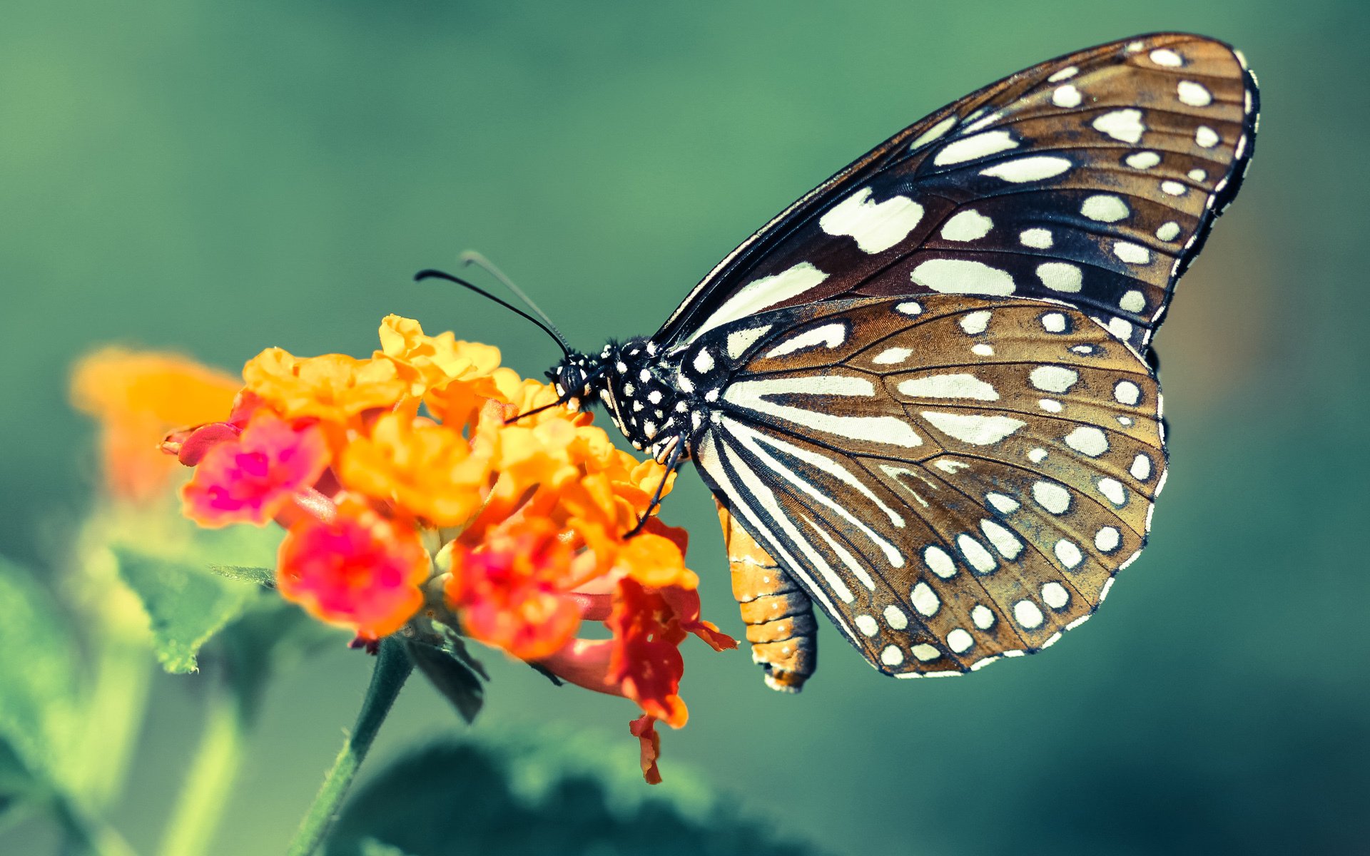 绝境秒针与诺坎普月光，当国家德比遇见压哨绝杀