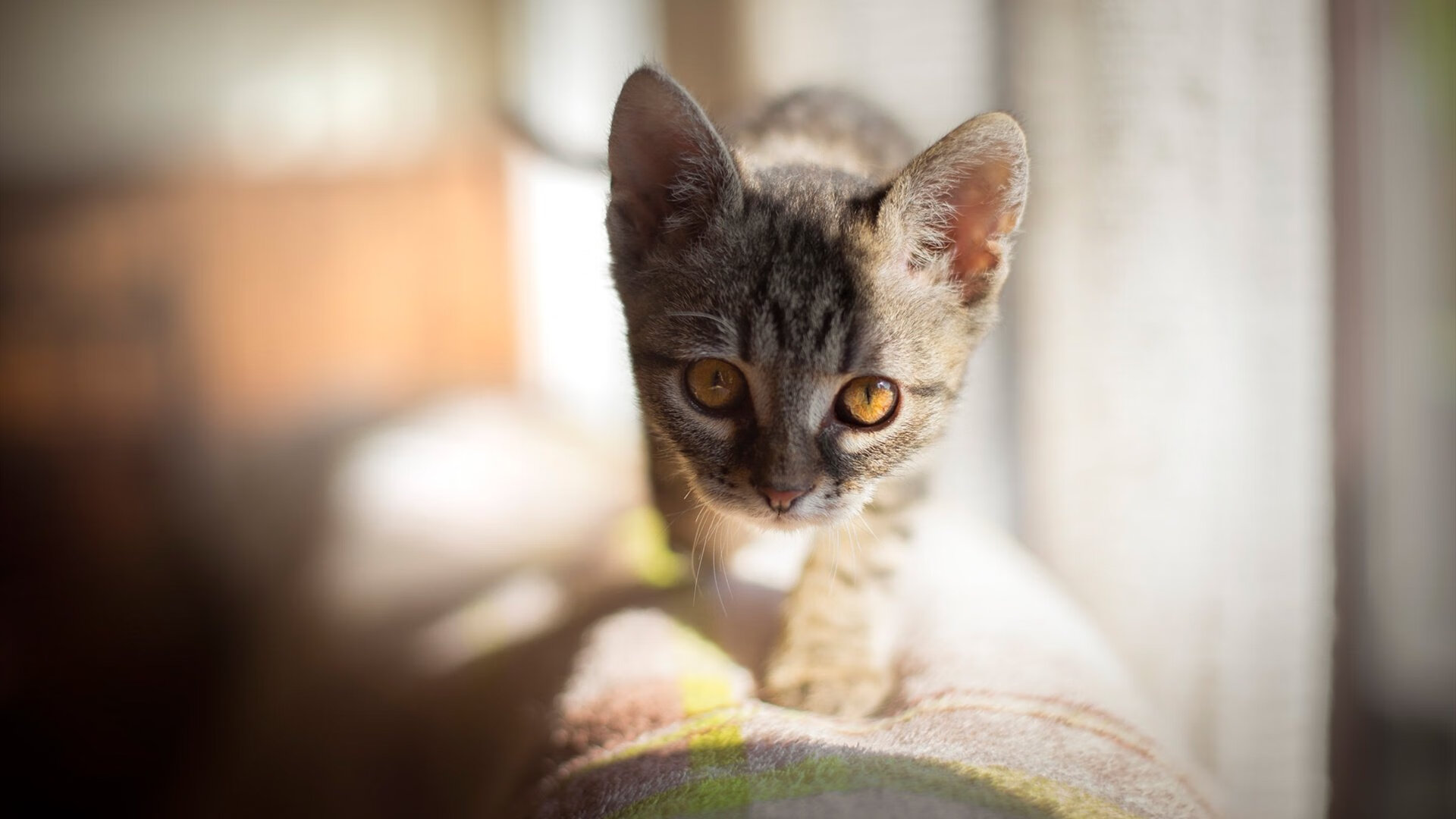 外援巨星范弗利特神勇爆发,北京首钢稳扎稳打力擒黄蜂