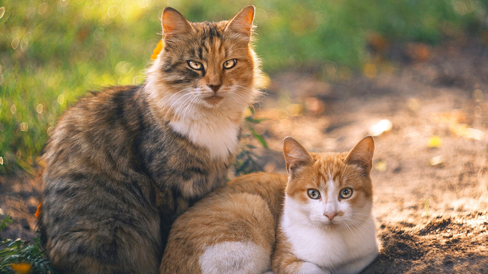 维尼修斯加时绝杀终结悬念,皇马客胜摩纳哥提前晋级;加纳国脚黯然失色