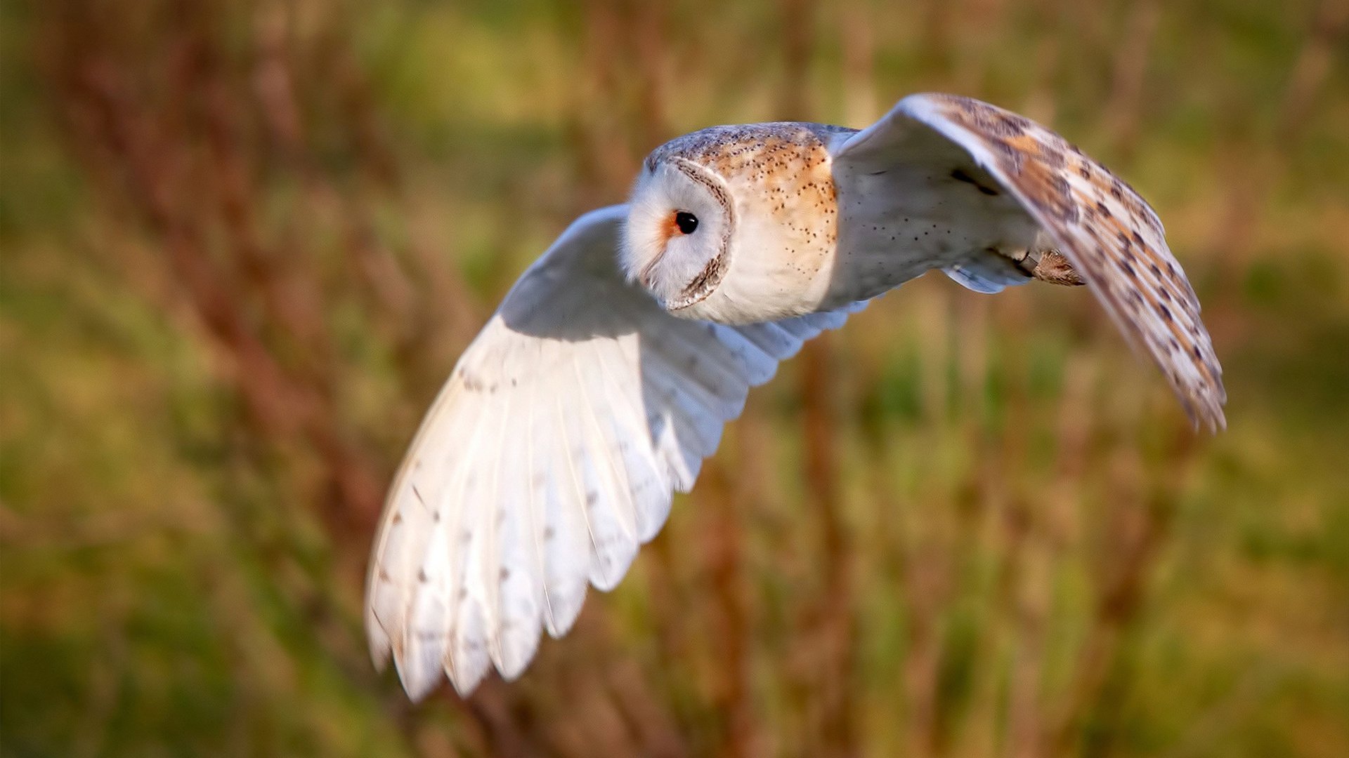 跨界对比，西甲国家德比之夜与西亚卡姆的满分传奇