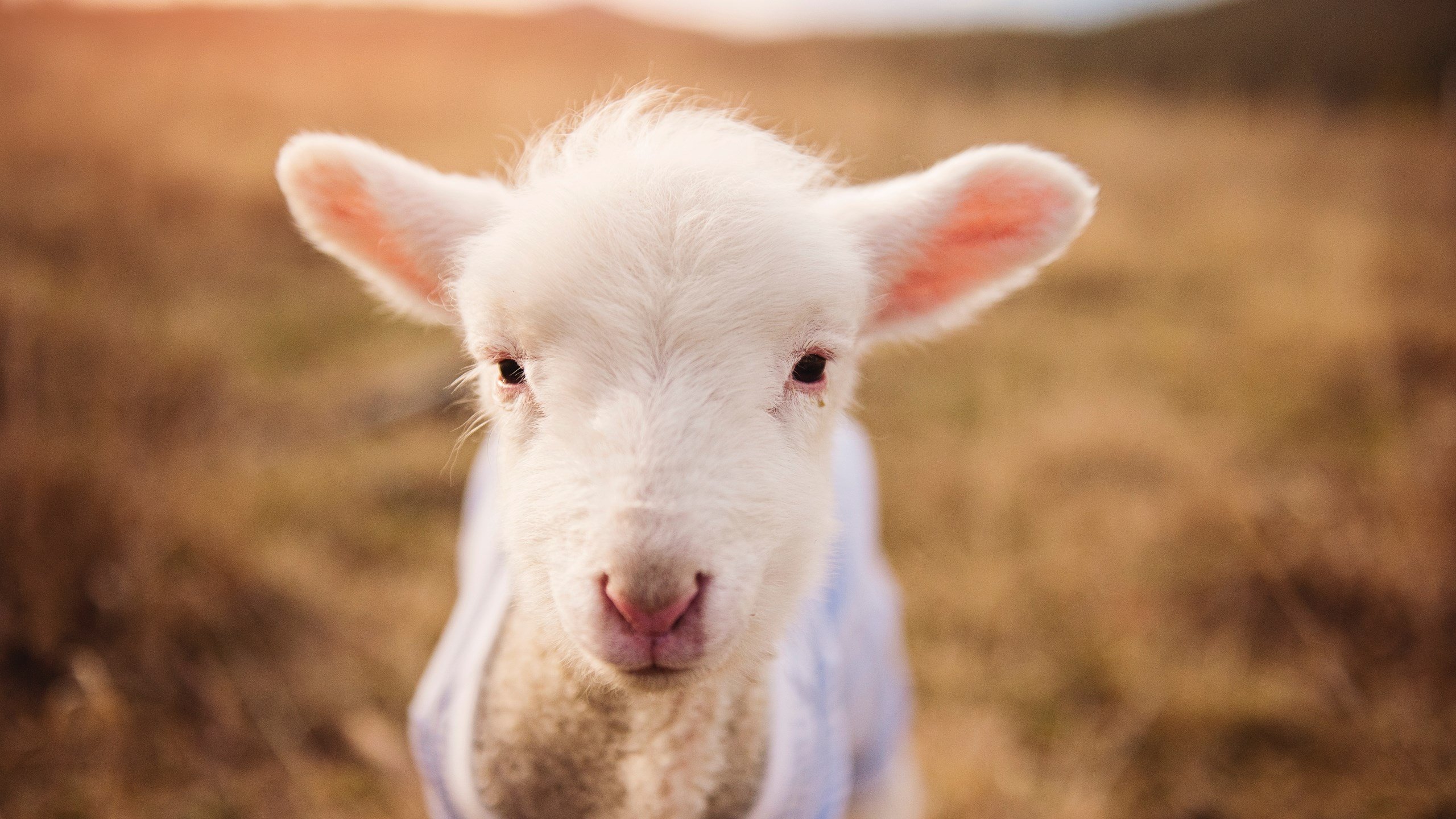 当尘埃落定，是格列兹曼的肩背扛起了整支球队—德甲争冠夜独属于一人的史诗