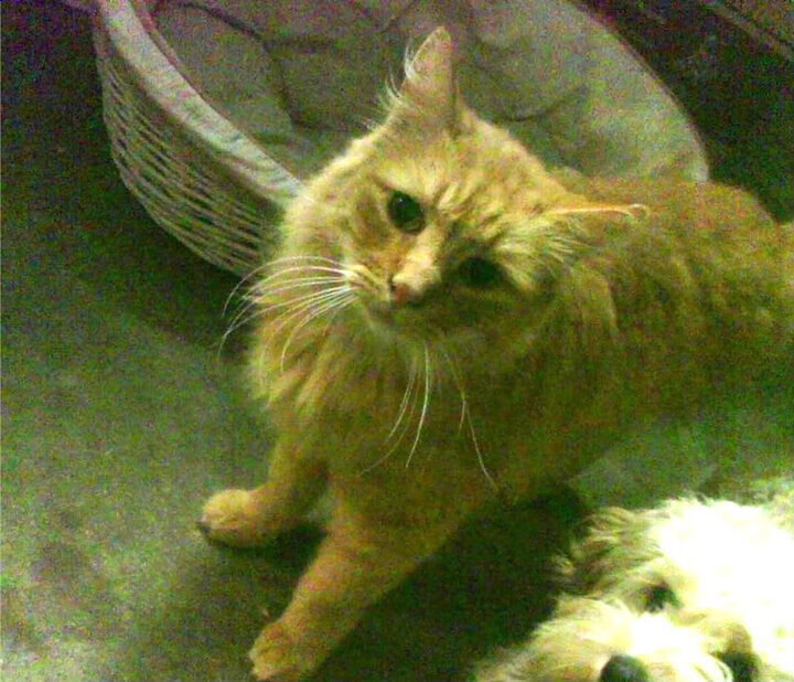 赛道即战场，乌克兰黑马如何在F1街道赛掀翻德国赛车帝国