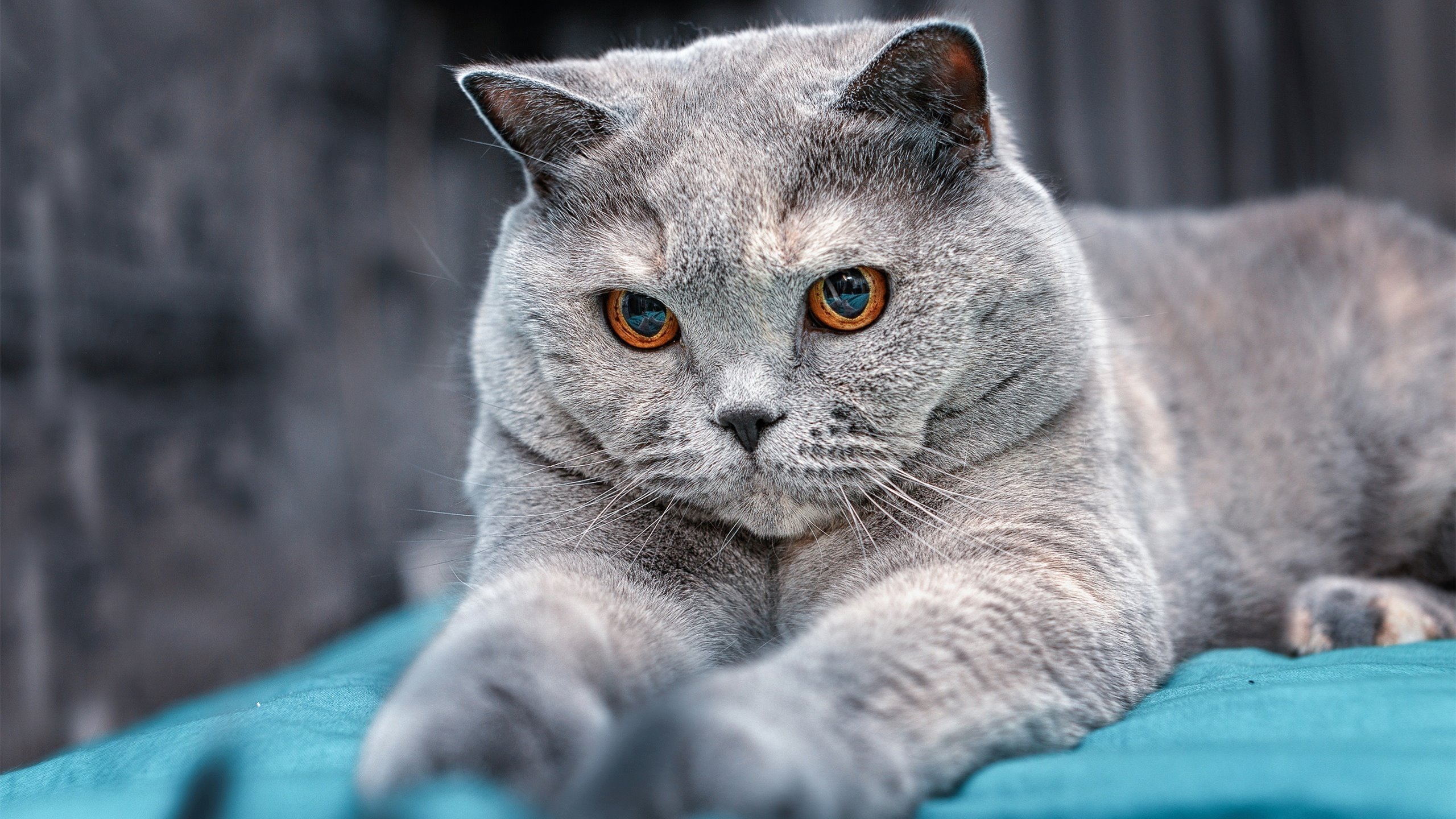 奇迹之外的魔法，姆巴佩如何将丹麦的逆转化为个人主宰的序章